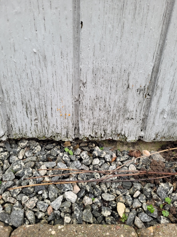 Træbeklædning på kolonihavehus