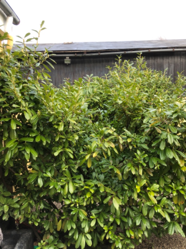 Rettet op på tagrende