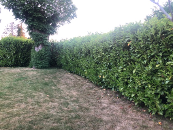 Klippe ca 60 m hæk (laurbær)