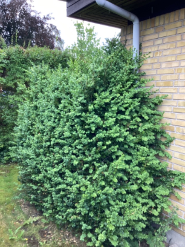 Beskåret bevoksning mod grøn rabat,  fjernet og bortkørt 3 forskellige buske,