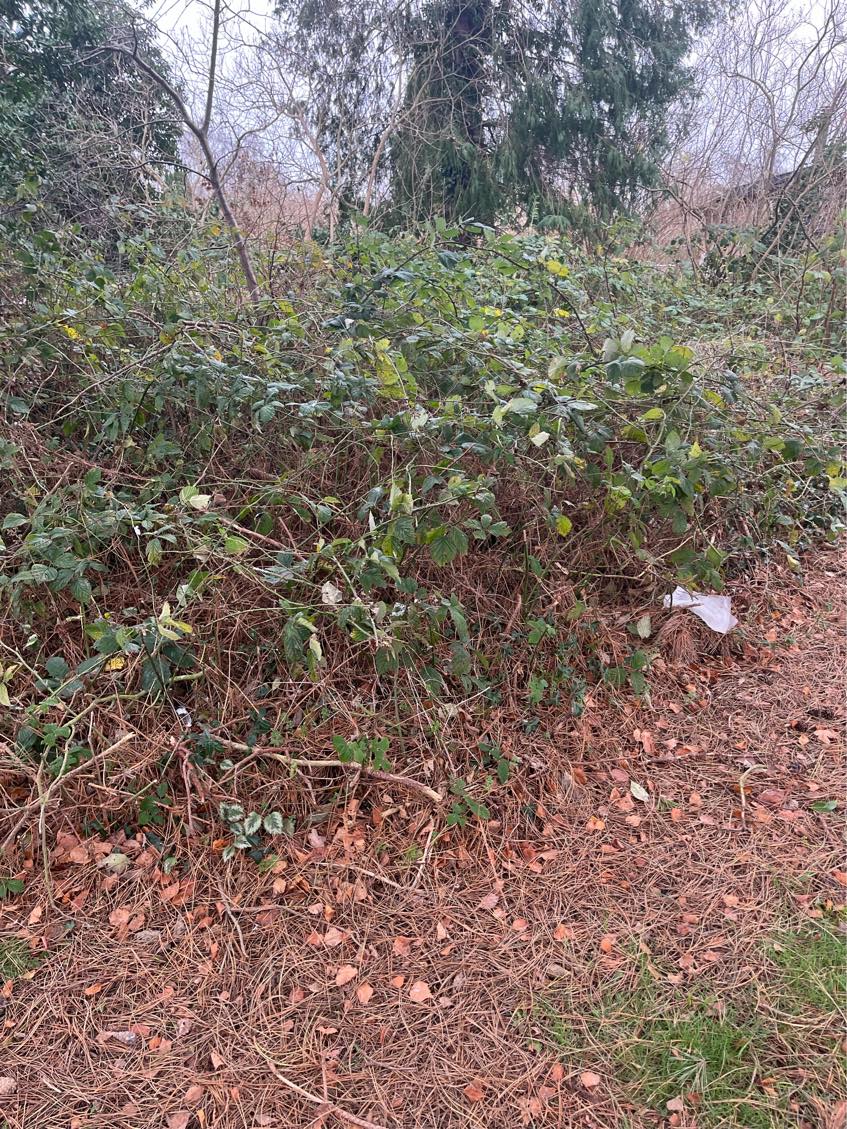 Fjernet brombærkrat og lagt fliser..