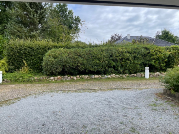 Hækklipning og tilretning af rhododendron