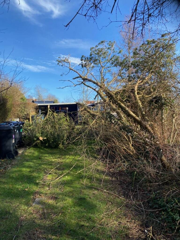 Væltede træer i forbindelse med storm