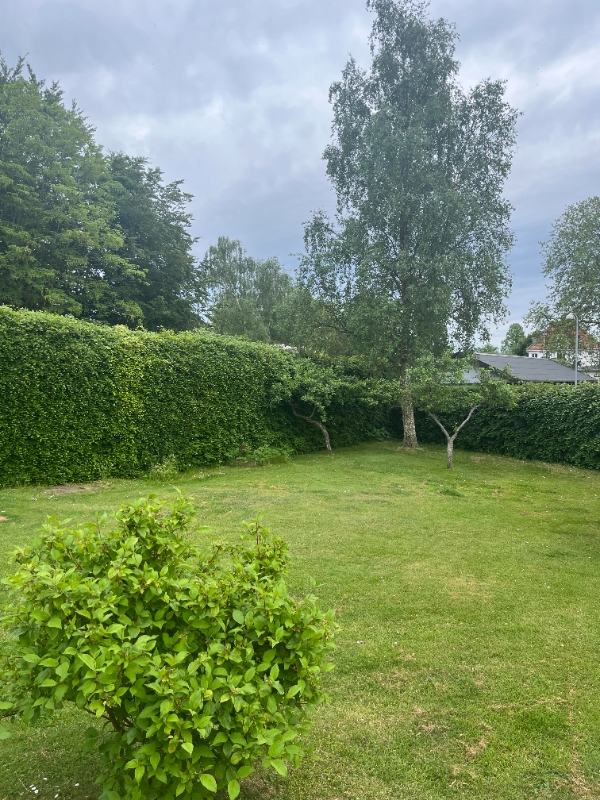 Hækklipning omkring hus