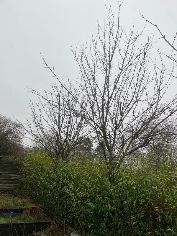 Skære 3 træer ned til hækkens højde, fjerne jord i plantekasserne og køre det væk