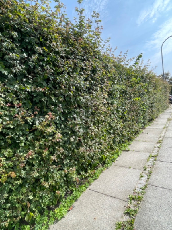 Beskærring af hæk, ikke kun klip :-)