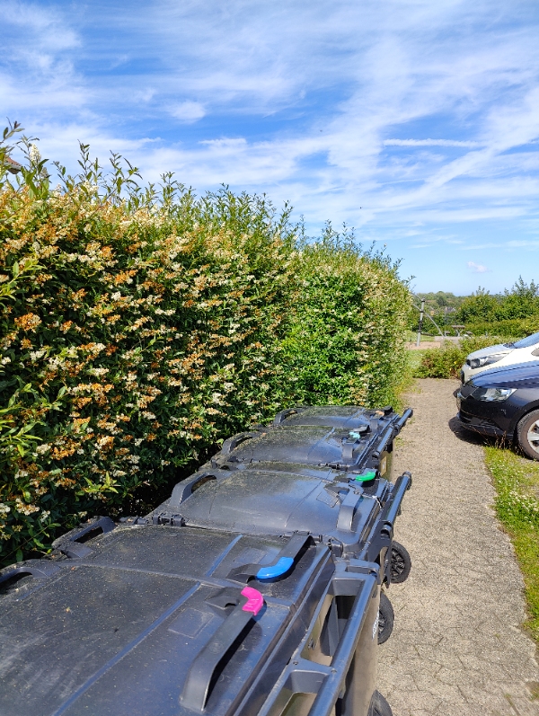 Hækklipning af 45 meter hæk
