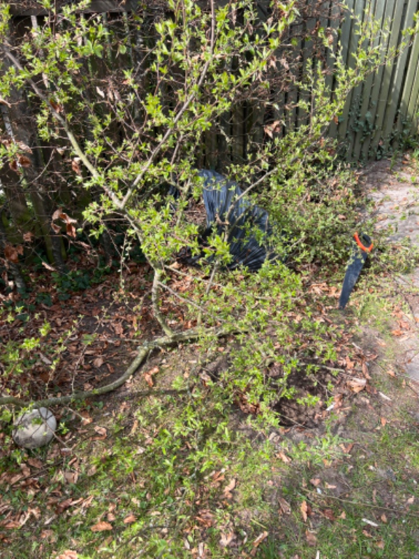 Jeg skal have kørt grene fra haven væk, de fylder nok en mellemstor trailer. Grenene er fra afklippe