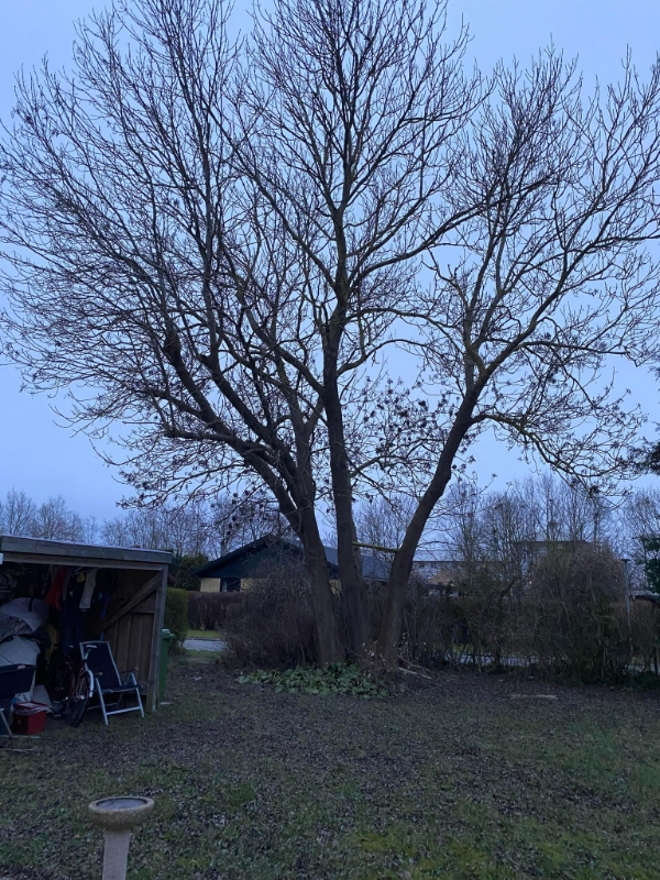 Fældning af 2 træer i privat have