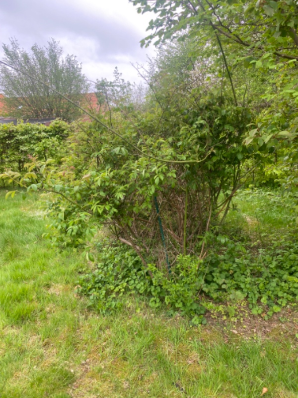 Fjerne rødder og buske i haven