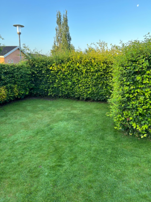 Klippen af bøgehæk