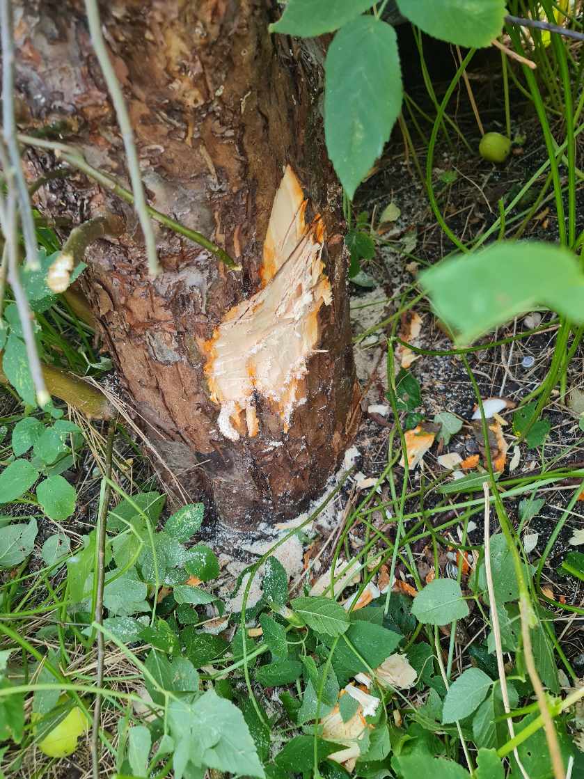 Æbletræ stamme skæres  ned