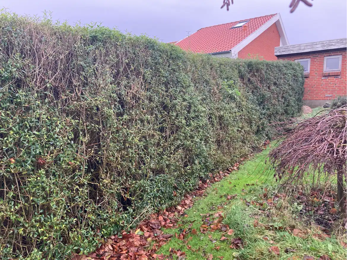 Kraftig beskæring af hæk og træer
