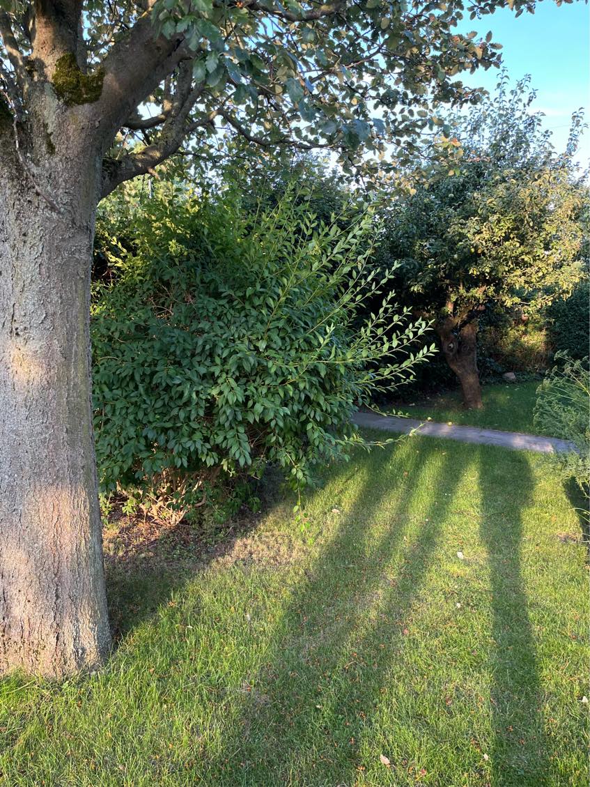 Klipning af hæk og græsplæne.