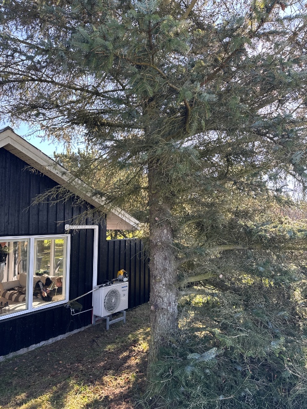 Fældning af to grantræer der står tæt påHud