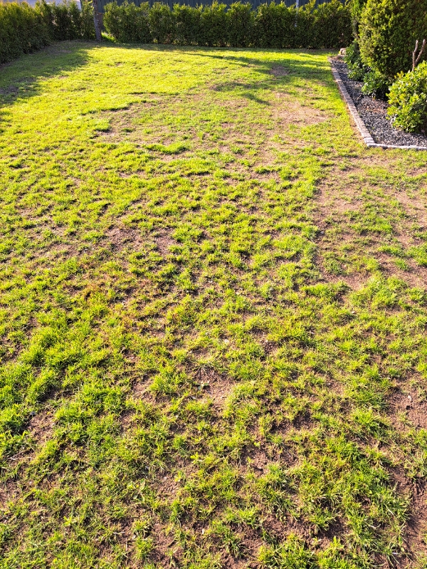 Græsslåning 2 måneder