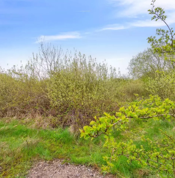 Rydning af sommerhusgrund