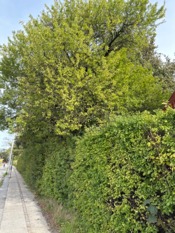 Hæk og beskæring af træerne