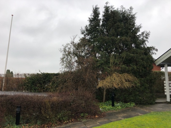 Fjernelse og beskæring af vegetation