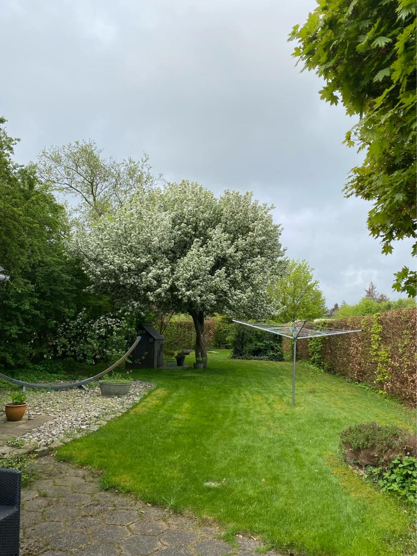 Klipning af hæk med bortkørsel