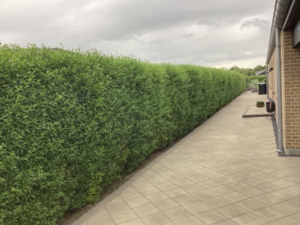 Hækklipning af ligusterhæk