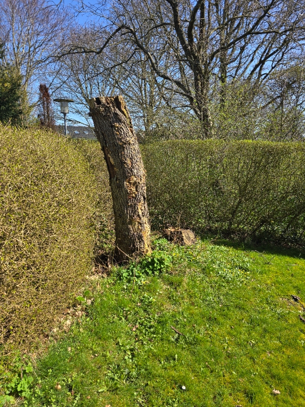 Hækfjernelse og græsslåning