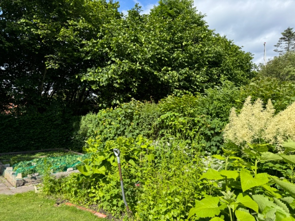 Hækklipning 100 meter Risskov