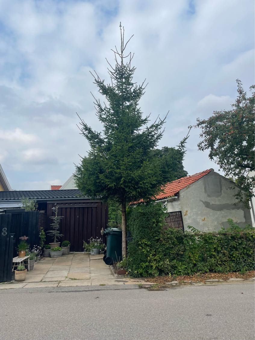 Fældning af træ og bortkørsel