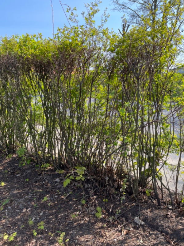 Beskæring af ligusterhæk