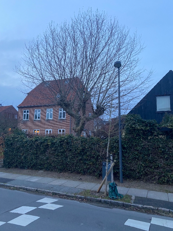 Beskæring af platantræ