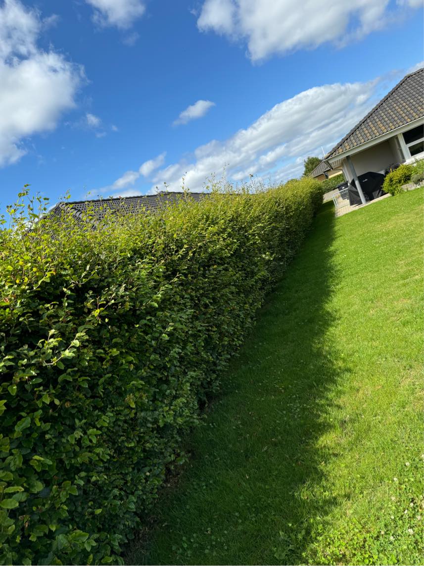 Hækkeklipning 3 sider