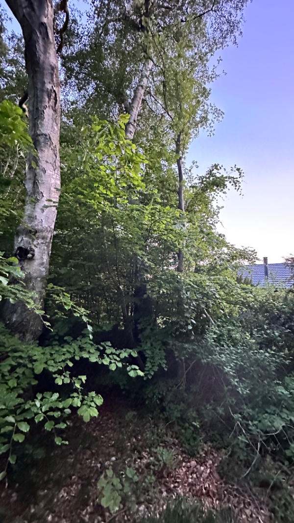 Fældning af 6 træer samt kløvning