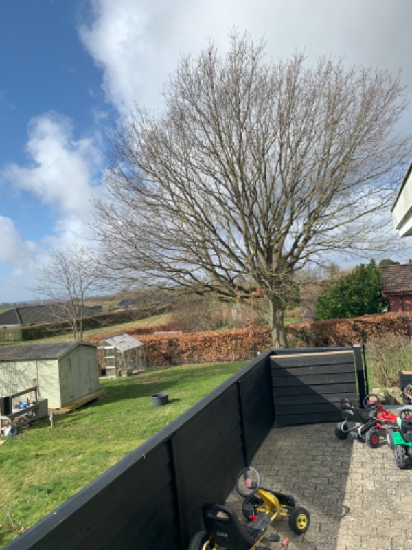 Fældning af egetræ