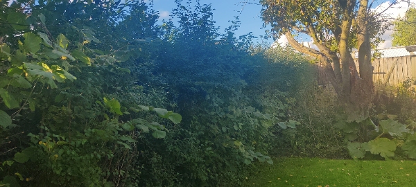 Hækkeklipning og bortkørsel af affald