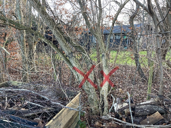 Træbeskæring i have