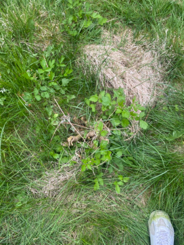 Fjerne rødder og buske i haven