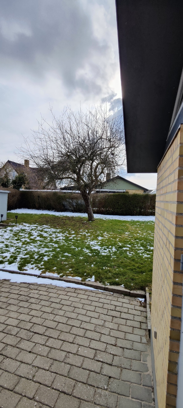 fælde æbletræ og rodfræsning