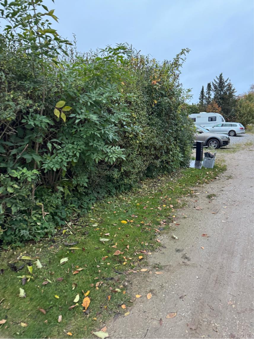 Har en hæk der skal klippes