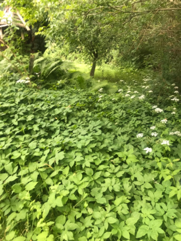 Græsslåning af højt græs 1000 m2