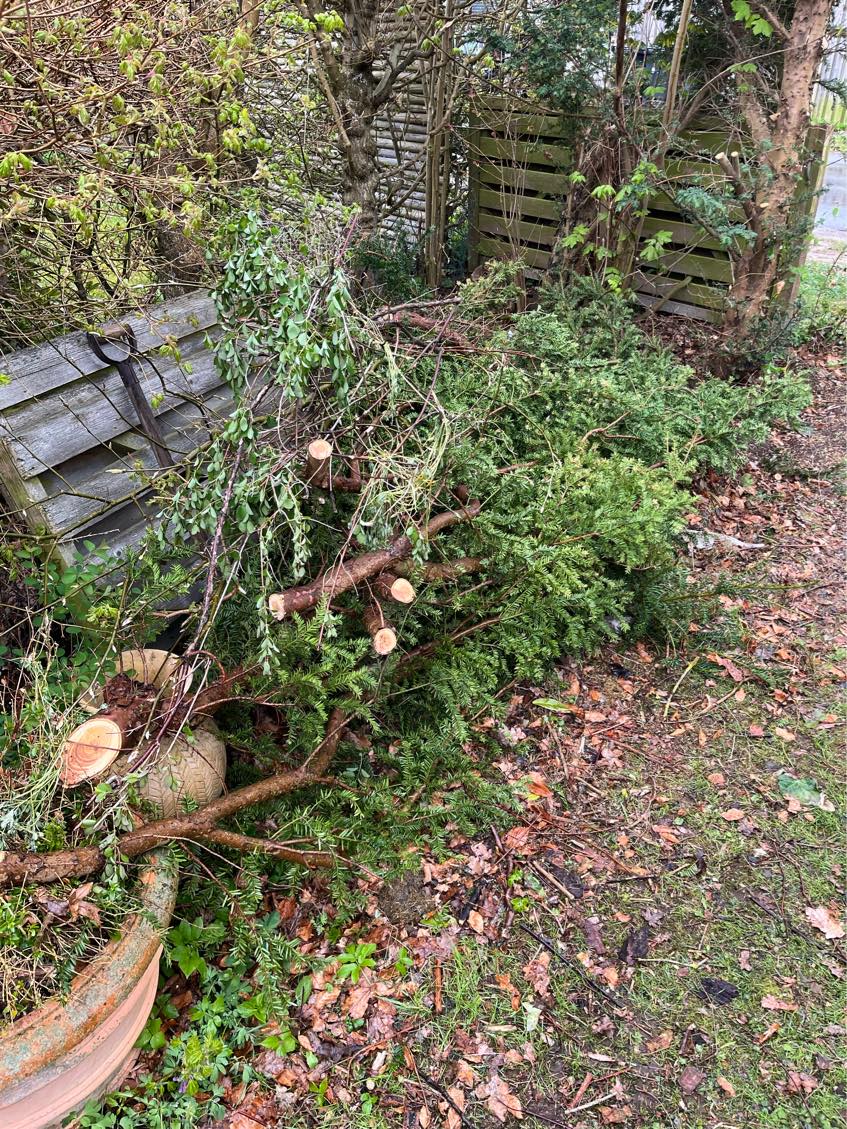 Fjernelse af grene