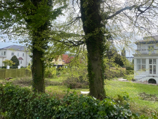 Fældning af bøgetræer