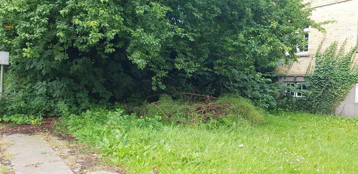 Fjernelse af en bunke grene og græsslåning samme sted