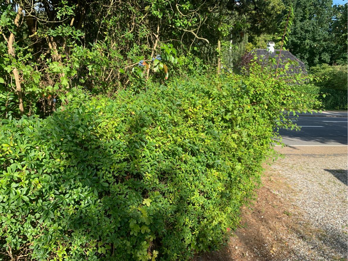 Beskærng af hæk og træer