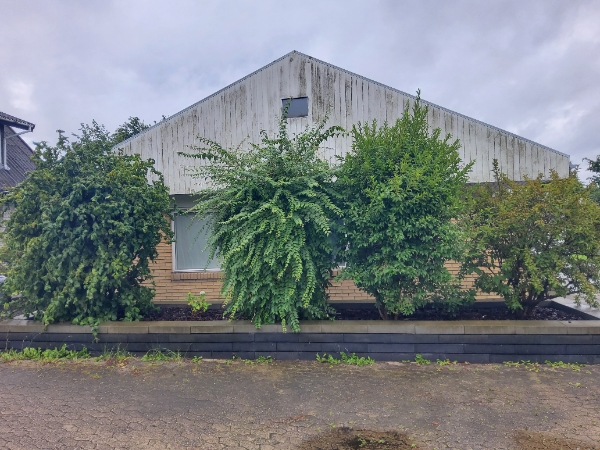 Hæk- og planteklipning