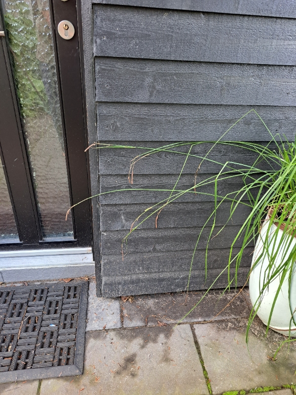 Kattelem I træhus med gipsvæhg