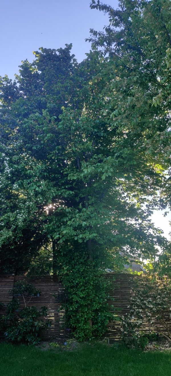 Træfældning og beskæring