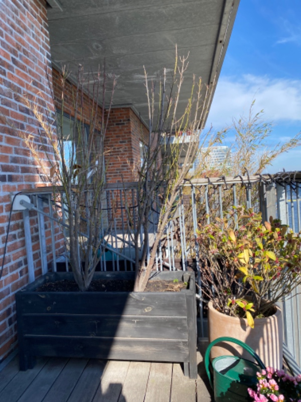 Afhentning og plantning af laurbær