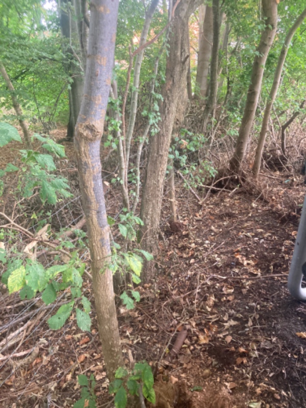 Fjerne buske og 11 små træer