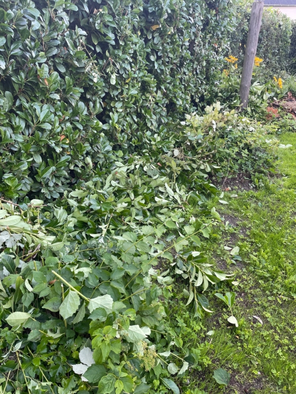 Fjernelse af hæk-afklip