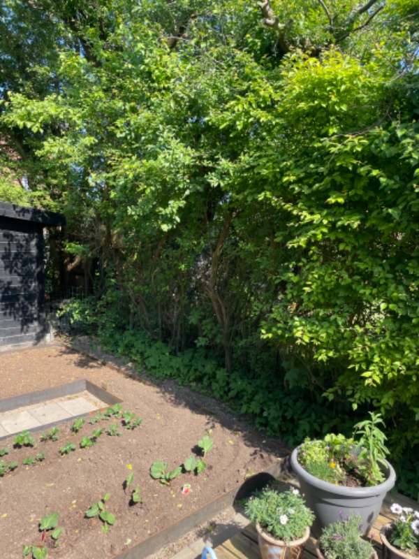 Nedgravning af trampolin og hækfjernelse